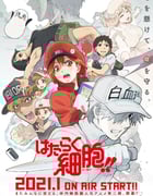 2021年恶霸动漫《工作细胞 第二季》全8集
