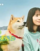 2025年日本电视剧《今日份的散步》全8集