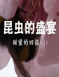 2020年国产大陆纪录片《昆虫的盛宴》全8集