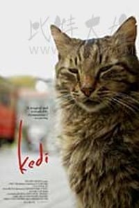 [伊斯坦布尔的猫][HD-720P-MP4][土耳其语中字][豆瓣8.6分][847MB][2016]