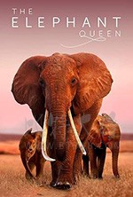 [大象女王][HD-720P/1080P-MP4][英语中字][豆瓣9.1分][3.73GB/6.64GB][2019]