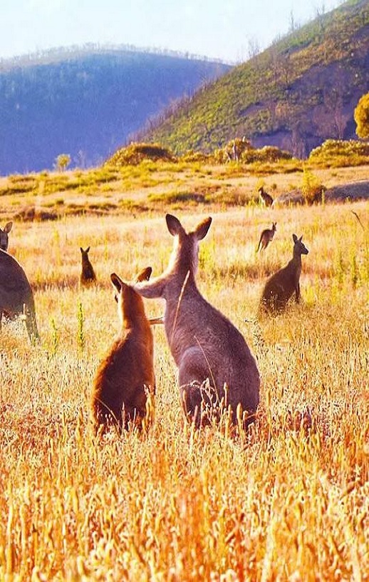 2022年美国纪录片《袋鼠谷》BD中英双字