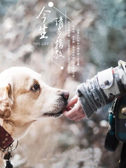 2018年国产大陆纪录片《今生，请多指教》全5集