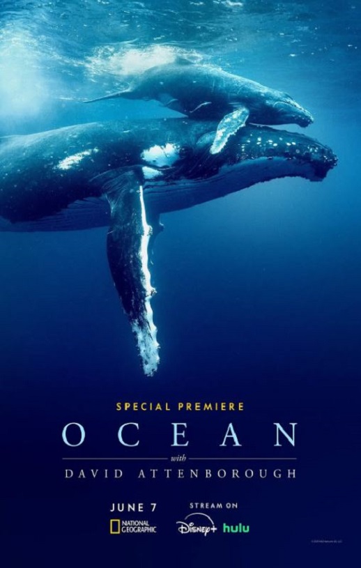 2025年英国纪录片《大卫·爱登堡：海洋》HD英语中字